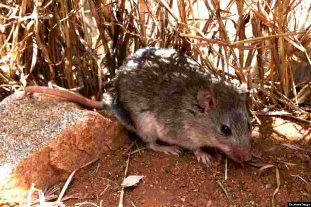 Defaunation is leading to declines in selective large mammals. Small mammals, such as mice (shown here, the broad headed mouse, Zelotomys hildagardae) benefit, and often cause nuisances to humans by vectoring diseases or destroying crops. (Lauren Helge)