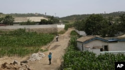 지난 달 24일 북한 황해남도에서 촬영한 농가와 옥수수밭. 현지 관리와 주민들은 미국 AP 통신 기자에게 최근 거의 비가 내리지 않았다고 말했다. (자료사진)