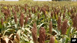 Pemerintah melihat sorgum dapat menjadi pengganti gandum untuk mengurangi ketergantungan impor terhadap produk pangan tersebut. (Foto: AP)
