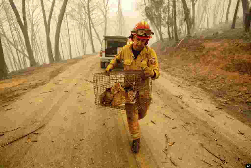 El capitán Steve Millosovich lleva una jaula con gatos mientras combate el incendio Camp Fire en Big Bend, Calif., Nov. 9, 2018. Millosovich dijo que la jaula se cayó de la camioneta de una persona que huía del fuego.