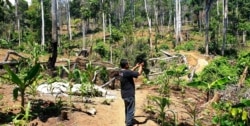 Kerusakan hutan lindung Sendiki di Malang selatan terjadi akibat pembiaran oleh negara (Foto: VOA/ Petrus Riski).