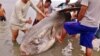 Temuan Ikan Mola Mola di Teluk Palu, Dorong Penelitian Lebih Lanjut