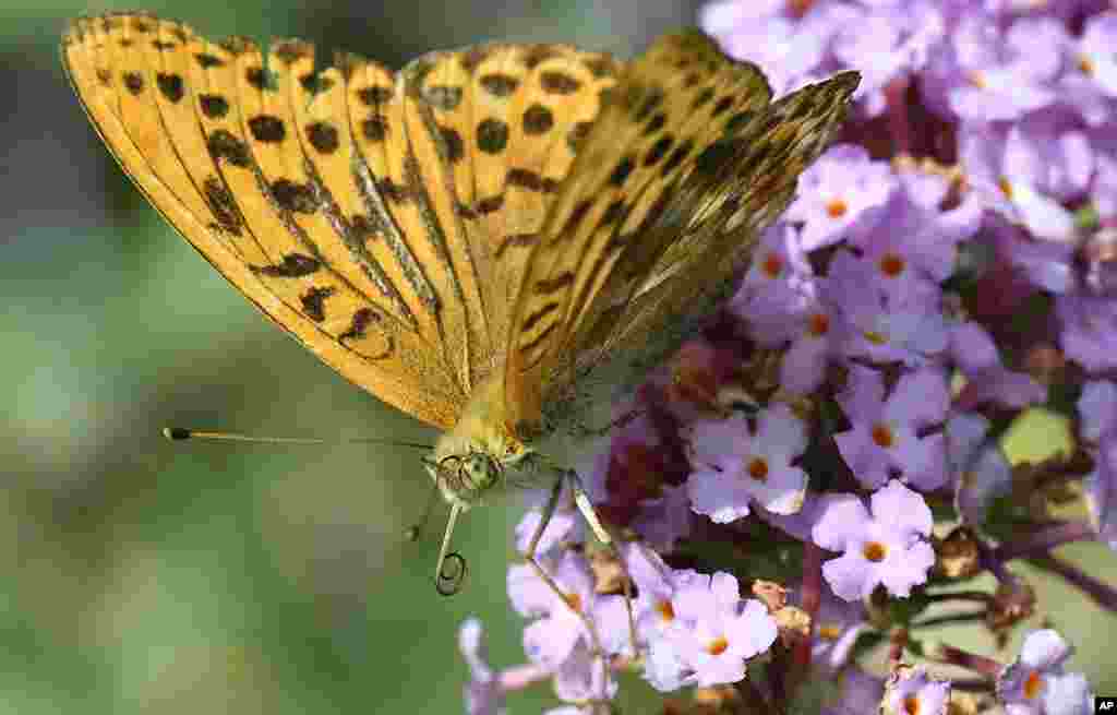 A &#39;dark green fritillary&#39; butterfly enjoys a sunny and warm summer day on a blossom in Gelsenkirchen, Germany.