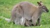 Explosive Kangaroo Plot to Land Australian Teen Life Sentence