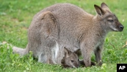 FILE - A baby kangaroo looks out from its mother's pouch in the Zoo in Erfurt, central Germany. The attempted plot involved painting a kangaroo with the Islamic State symbol, packing its pouch with C4 explosives, and releasing it into the city during the festivities for Anzac Day.