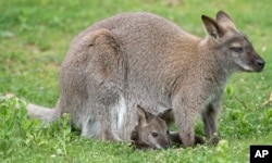 FILE - A baby kangaroo looks out from its mother's pouch in the Zoo in Erfurt, central Germany.