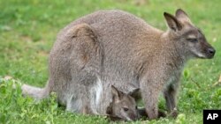 Seekor bayi kanguru dan ibunya, di kebun binatang Erfurt, Jerman (Foto: dok). 