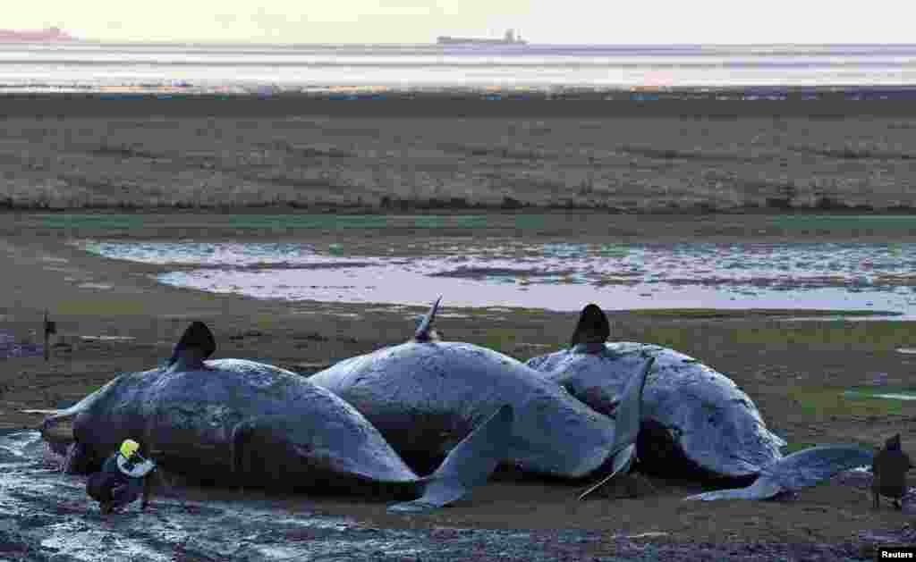 People take photos of bodies of dead stranded sperm whales behind the dyke of Kaiser Wilhelm Koog on the North Sea coast, Germany.