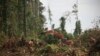 Pekerja dengan menggunakan alat berat menebang pohon di hutan Nagan Raya, provinsi Aceh untuk dijadikan perkebunan kelapa sawit (foto: ilustrasi). 