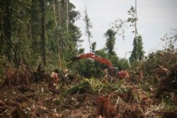Sebuah mesin traktor membuka hutan di Nagan Raya, Aceh, untuk mengubahnya menjadi perkebunan kelapa sawit. (Foto: AP)
