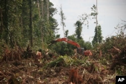 Mesin berat membersihkan hutan di Nagan Raya, Aceh, untuk ditanami kelapa sawit, 27 November 2011.