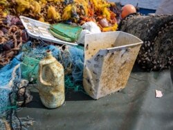 Coastal marine life are getting a ride on plastic containers like these that make their way to the ocean. The coastal species are living alongside oceanic species on the plastics. These were pulled out of the Great Pacific Garbage Patch. (Courtesy of Ocea