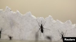 La epidemia del virus Zika transmitida por un mosquito está provocando una mayor demanda de seguros por parte de los turistas que visitan Latinoamérica, y especialmente Brasil por su carnaval, dicen especialistas de seguros.