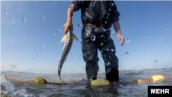 صید ماهی در دریای خزر - آرشیو