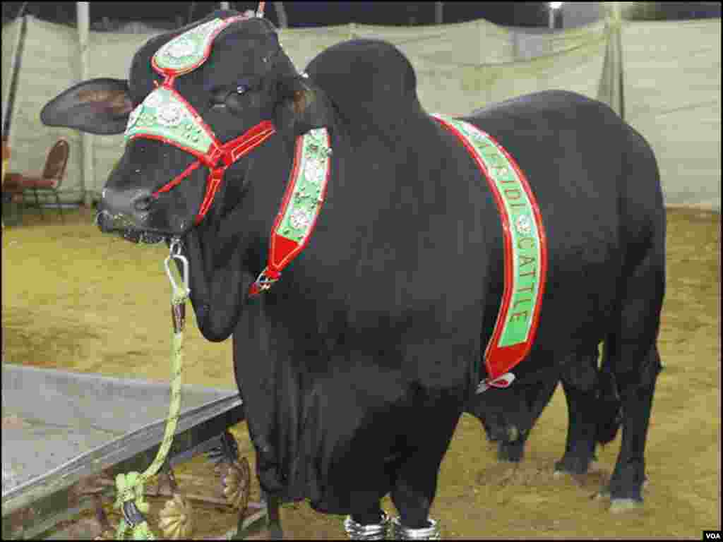 منڈی کے وی آئی پی بلاک میں موجود اعلیٰ نسل کا ایک بیل جس کی قیمت پانچ لاکھ روپے سے زائد&nbsp; ہے۔ 