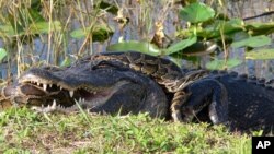 Everglades Pythons