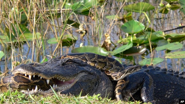 A python wraps itself around an alligator in Everglades National Park.