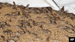 Mice scurry around stored grain on a farm near Tottenham, Australia on May 19, 2021. (AP Photo/Rick Rycroft)
