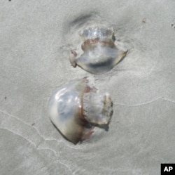 Cannonball jellyfish wash up on the beaches of St. Simons Island, Georgia.