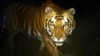 Nepal Tiger Population Makes Comeback