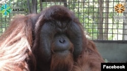 Orangutan Kalimantan di PSO Arsari. Foto:@kisarodom/ Facebook @Pso-Arsari)