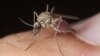 Study: Climate, Population Density Key to Mosquitoes Biting People 