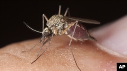 Only a handful of the 3,500 species of mosquito feeds on human blood.