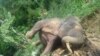 Seekor gajah Sumatra yang ditemukan mati di perkebunan masyarakat di Desa Tuha Lala, Kecamatan Mila, Kabupaten Pidie, Aceh, Rabu, 9 September 2020. (Foto: Courtesy/BKSDA Aceh)