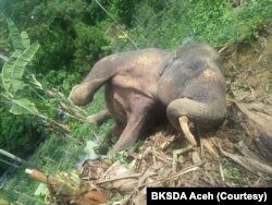 Seekor gajah Sumatra yang ditemukan mati di perkebunan masyarakat di Desa Tuha Lala, Kecamatan Mila, Kabupaten Pidie, Aceh, Rabu, 9 September 2020. (Foto: Courtesy/BKSDA Aceh)