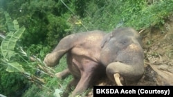 Seekor gajah Sumatra yang ditemukan mati di perkebunan masyarakat di Desa Tuha Lala, Kecamatan Mila, Kabupaten Pidie, Aceh, Rabu, 9 September 2020. (Foto: Courtesy/BKSDA Aceh)