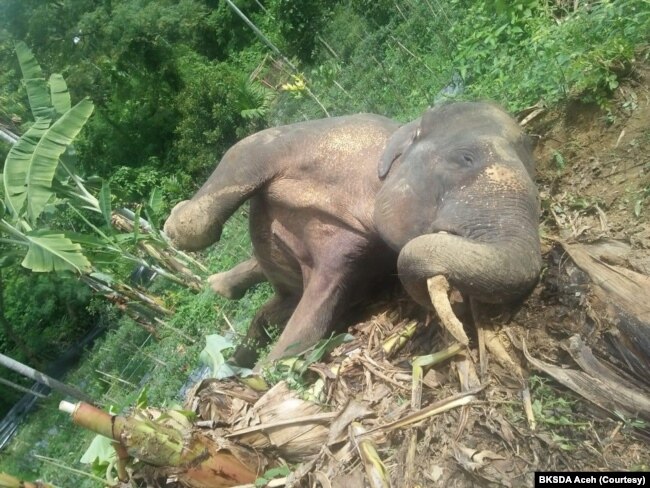 Seekor gajah Sumatra yang ditemukan mati di perkebunan masyarakat di Desa Tuha Lala, Kecamatan Mila, Kabupaten Pidie, Aceh, Rabu, 9 September 2020. (Foto: Courtesy/BKSDA Aceh)