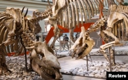 A journalist passes an exhibit during a media preview for the reopening of the Smithsonian’s Natural History Museum dinosaur and fossil hall after undergoing $110-million renovation in Washington, June 4, 2019.