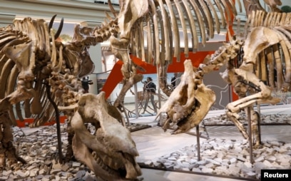 T. rex Fossil Skeleton Will Arrive at Smithsonian April 15