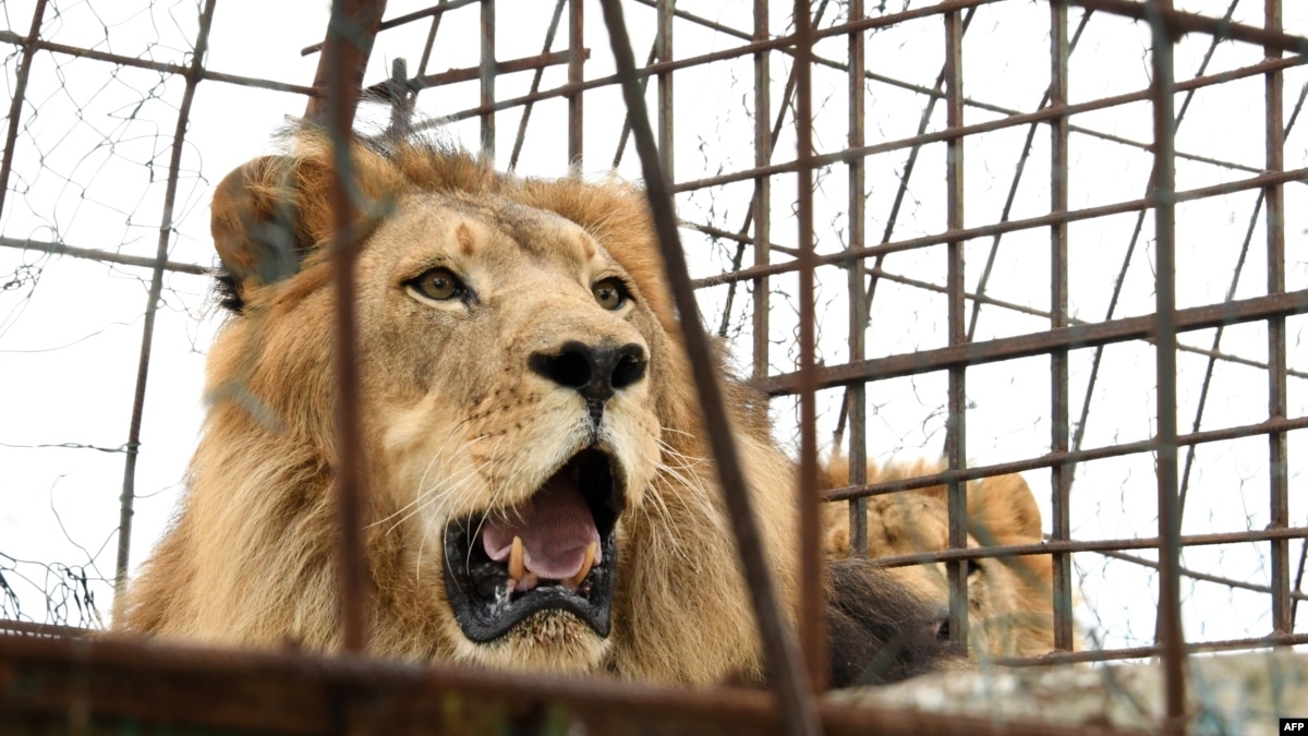 Baru Kerja 10 Hari, Petugas Taman Margasatwa Tewas Diserang Singa