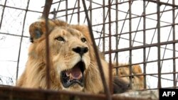 Seekor singa di Belanda menjalani vasektomi pada Kamis (11/3) setelah pihak kebun binatang memutuskan raja hutan itu sudah punya cukup banyak anak. (Foto: AFP/Gent Shkullaku)