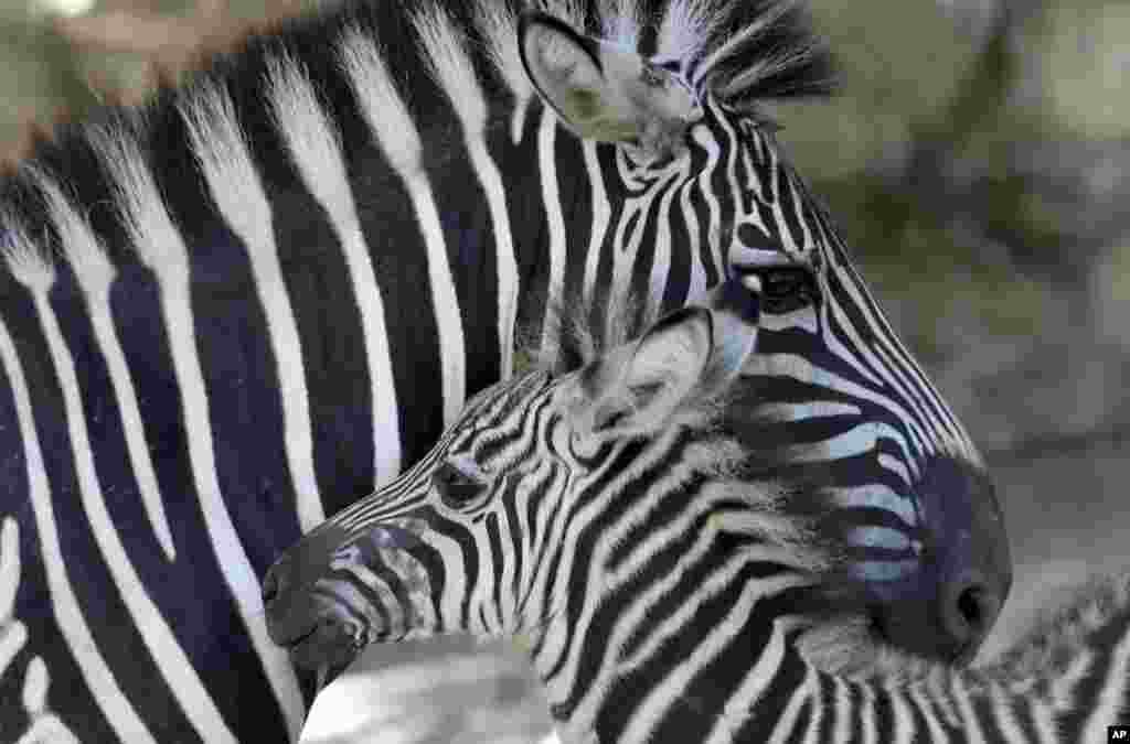 A newborn baby zebra, front, is seen with its mother at the Belgrade Zoo, Serbia.