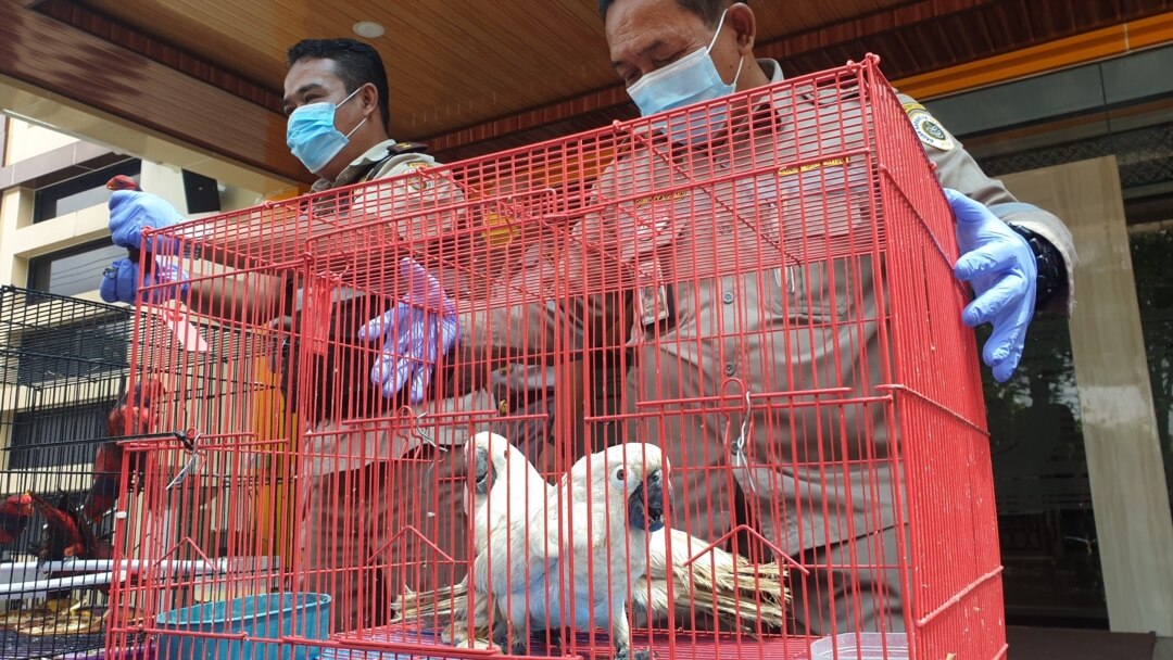 Petugas menunjukkan barang bukti penyelundupan satwa jenis kakatua alba dan nuri tanimbar (Foto:VOA/Petrus Riski)