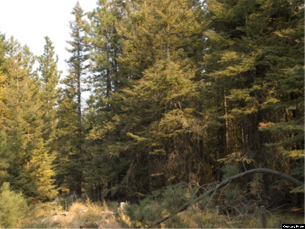 This forest is thickly overgrown and has an unnaturally high amount of biomass, or fuel. A low-intensity fire here would likely grow into a crown fire, killing almost all of these trees. (National Interagency Fire Center)