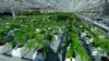 Canada Prepares for Legalized Marijuana