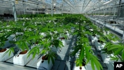 FILE - Marijuana plants are shown growing in a massive tomato greenhouse being renovated to grow pot in Delta, British Columbia, that is operated by Pure Sunfarms, a joint venture between tomato grower Village Farms International, and a licensed medical marijuana producer, Emerald Health Therapeutics, Sept. 25, 2018.