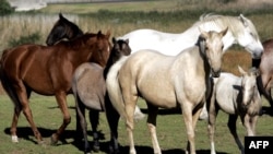 资料照：南非开普敦郊外马场的马匹因为非洲马瘟而被冻结出口。（2007年4月19日）