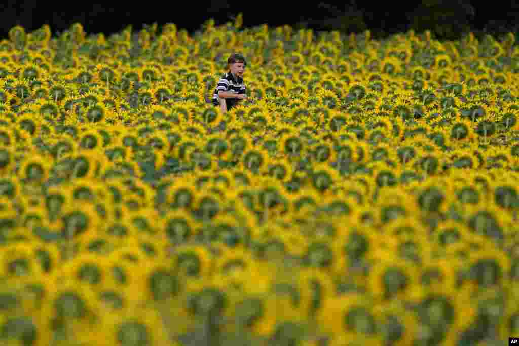 A boy gets a ride on a man&#39;s shoulders as they walk through a sunflower field at Grinter Farms, Sept. 6, 2021, near Lawrence, Kansas.