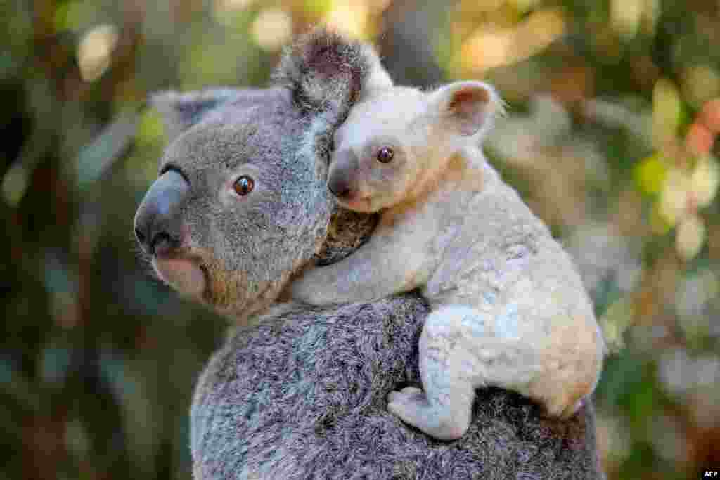 This handout from the Australia Zoo shows a white koala joey on her mother Tia at the Australia Zoo on Queensland&#39;s Sunshine Coast.