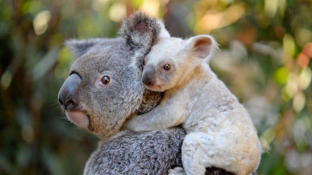 New Koala App Helps Protect One of Australia's Most Famous Animals New Koala App Helps Protect One of Australia's Most Famous Animals