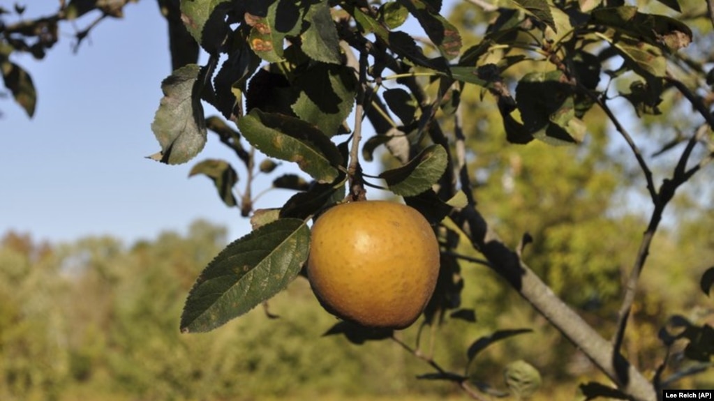 This undated photo shows Hudson's Golden Gem apple in New Paltz, N.Y. Hudson's Golden Gem is one of many flavorful apples that might not be commercially acceptable but is among the best-tasting varieties for backyard growing. (Lee Reich via AP)