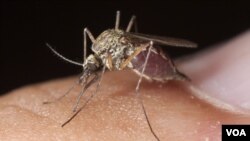 Penelitian di Senegal menunjukkan nyamuk malaria menjadi kebal terhadap obat pembunuh serangga pada kelambu anti-malaria.