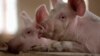 VN sắp ban bố tình trạng khẩn cấp quốc gia vì dịch tả lợn?