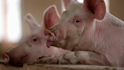Theo FAO, dịch tả lợn châu Phi không lây và gây bệnh cho con người. Tuy nhiên, virus này gây tử vong cho lợn nuôi và lợn rừng. 