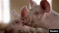 FILE - Pigs are pictured at a farm on the outskirts of Kunming, capital of southwest China's Yunnan province, Nov. 30, 2011.