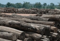 Zemlje-uvoznice doprinele smanjenju nelegalne seče šuma